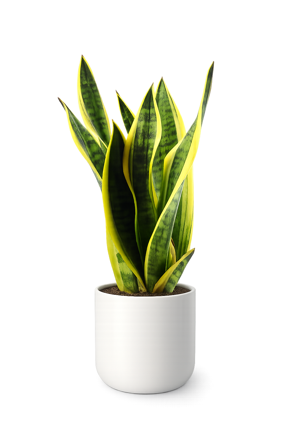 mixed succulent pot Succulent Kit